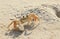 Ghost Crab Ventures Out of His Hole on White Sand Florida Beach