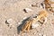 Ghost crab walking on sandy, tropical beach