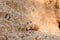 Ghost crabs on the beach of Koggala in Sri Lanka