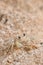 Ghost crabs on the beach of Koggala in Sri Lanka