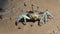 Ghost crabs on mud at wetlands forest.