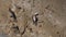 Ghost crabs on mud at wetlands forest.