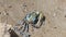 Ghost crabs on mud at wetlands forest.