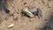 Ghost crabs on mud at wetlands forest.