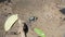 Ghost crabs on mud at wetlands forest.