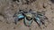 Ghost crabs on mud at wetlands forest.