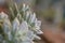 Ghost Echeveria Echeveria Lilacina succulent plant closeup for
