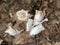 Ghost Flowers Monotropa Uniflora