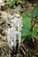 Ghost Flowers Monotropa Uniflora