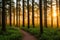 The Ghost Forest is in Nienhagen, Mecklenburg-Vorpommern, Germany.