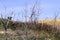 Ghost Forest at Sleeping Bear Dunes   37225