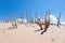 Ghost Forest in Sleeping Bear Dunes