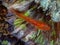 Ghost Goby in Lembeh Strait