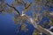 Ghost gum tree with bue sky - Western Australia
