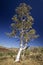 Ghost gum tree at the Kimberleys - Western Australia