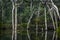 Ghost gums reflecting in the Margaret River