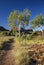 Ghost Gums at rock formation at the Kimberley`s - Western Australia