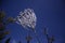 A ghost-like white flower in a tree