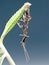 Ghost mantis - Phyllocrania paradoxa