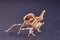 Ghost mantis Phyllocrania paradoxa - African predatory insect