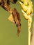 Ghost Mantis (Phyllocrania paradoxa), large leaf like praying mantis