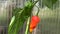 The ghost pepper Bhut Jolokoa with ripe and unripe fruits