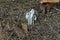 Ghost Pipe on the Forest Floor