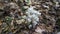 Ghost Pipe Monotropa uniflora Flowers growing in the wilderness.