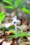 Ghost plant or Indian pipe