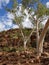 Ghost Salmon Gums in rugged rocks  Western Australia Perth Murchison River Kalbarri Kimberly Region