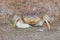A Ghost sand Crab pauses ensuring no danger on the beach near the water in Muscat, Oman.