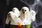 Ghost shaped cake pops on dark background, closeup. Halloween treat