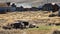 The Ghost Town of Bodie - Car wreck