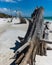 Ghost Tree on Lovers Key Beach