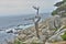 Ghost tree in Monterey Bay 17 mile drive