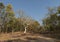 Ghost Tree at Pench national Park,Madhya Pradesh