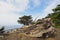 Ghost Trees at Pescadero Point on the 17 Mile Drive, California