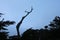 Ghost trees at pescadero point in pebble beach, california