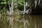 Ghostly Reflections in the Waters of the Bayou