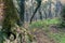 Ghostly virgin mountain rainforest Marlborough NZ