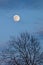 A ghostly wooden silhouette on the moon`s background.