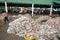 An Giang, Vietnam - Dec 6, 2016: Caught fishes with workers working at Tac Cau fishing port at dawn, Me Kong delta province of Kie