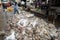 An Giang, Vietnam - Dec 6, 2016: Caught fishes with workers working at Tac Cau fishing port at dawn, Me Kong delta province of Kie