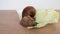 Giant Achatina snail eating cucumber among lettuce leaves, time lapse