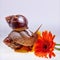 Giant Achatina snail, flower and ampules on white background. Medicine and cosmetology concept