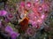 Giant Acorn Barnacle surrounded by Club-tipped Anemones