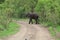 Giant afican Elephant wondering in forest of Africa