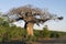 Giant african baobab with vulture nest