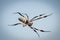 Giant African black and orange spider hanging in spider web against sky in Senegal