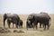 Giant African elephants family